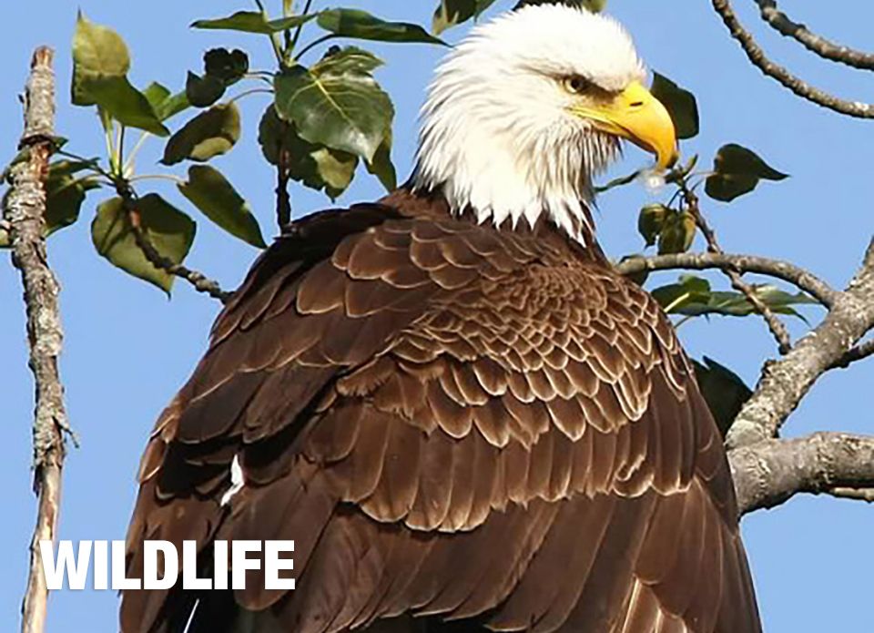 wildlife eagle