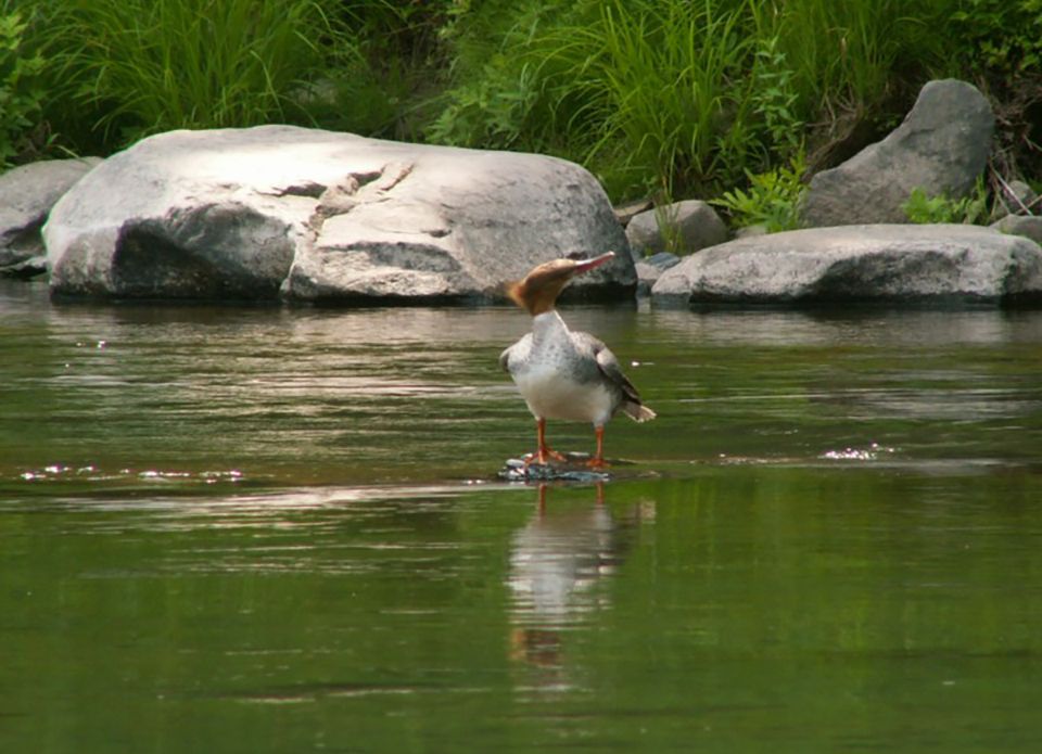 Wood Duck