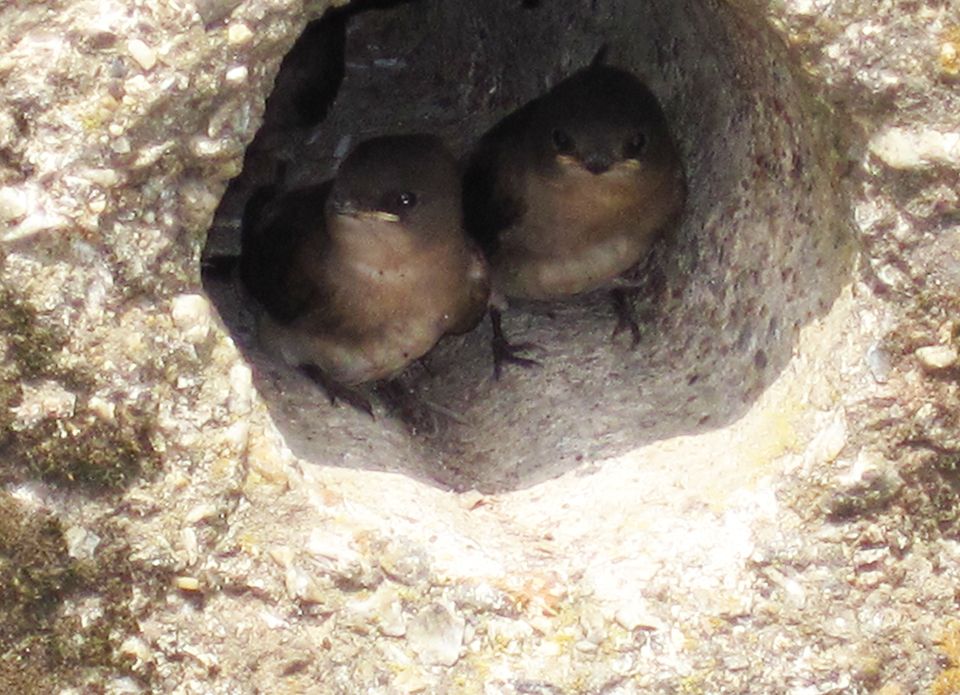 Birds in Hole