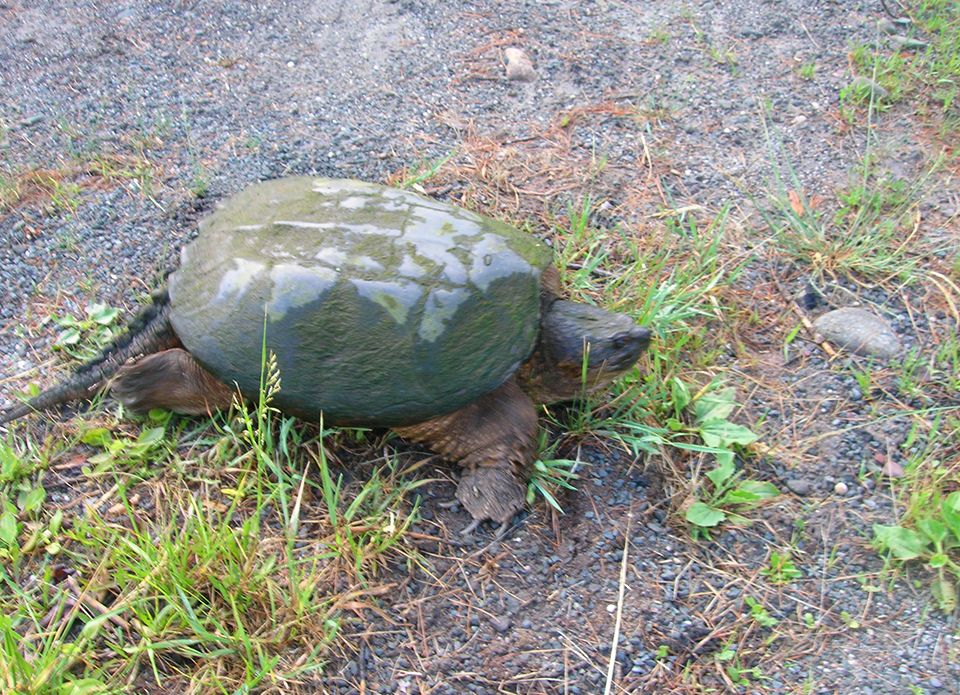 Snapping Turtle