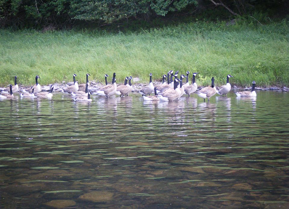 Canadian Geese