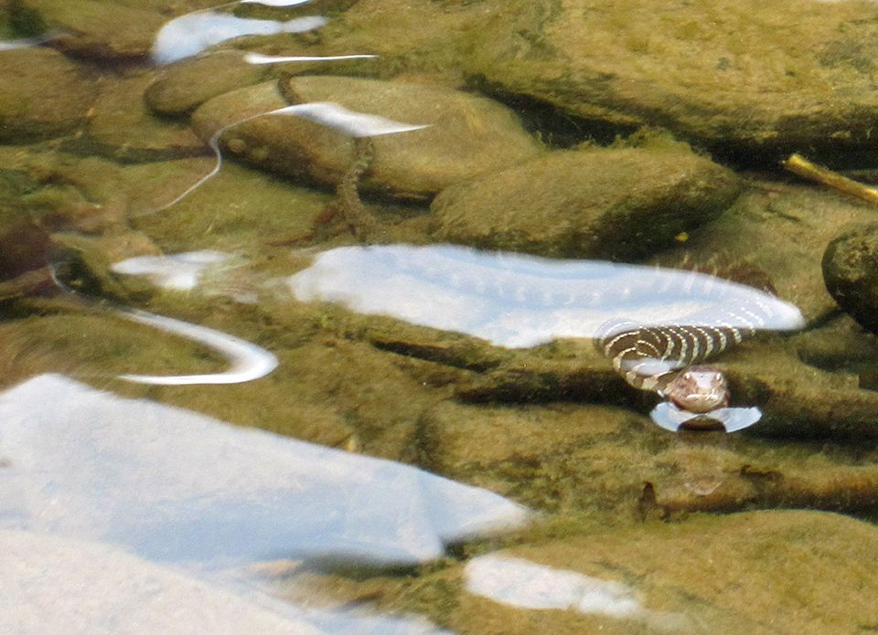 Water Snake